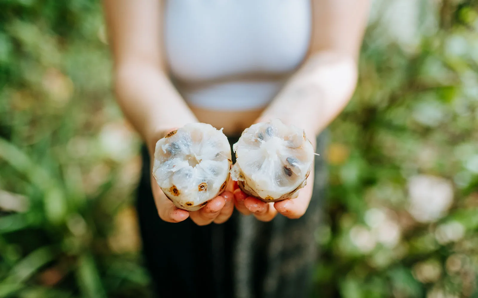 Harnessing the Healing Power of Medicinal Plants in the Rainforest: A Journey of Wellness at Our Retreats
