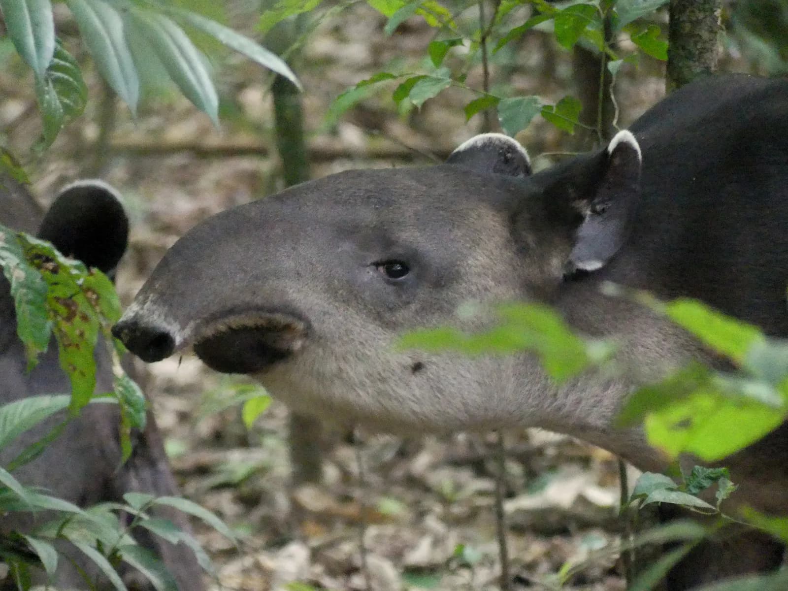 Baird’s tapir