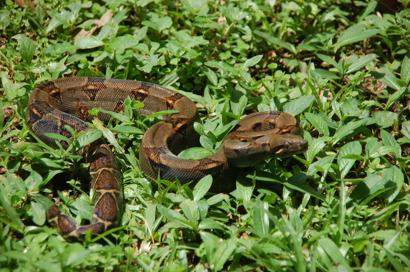 Boa photographed near Puerto Viejo, Costa Rica
