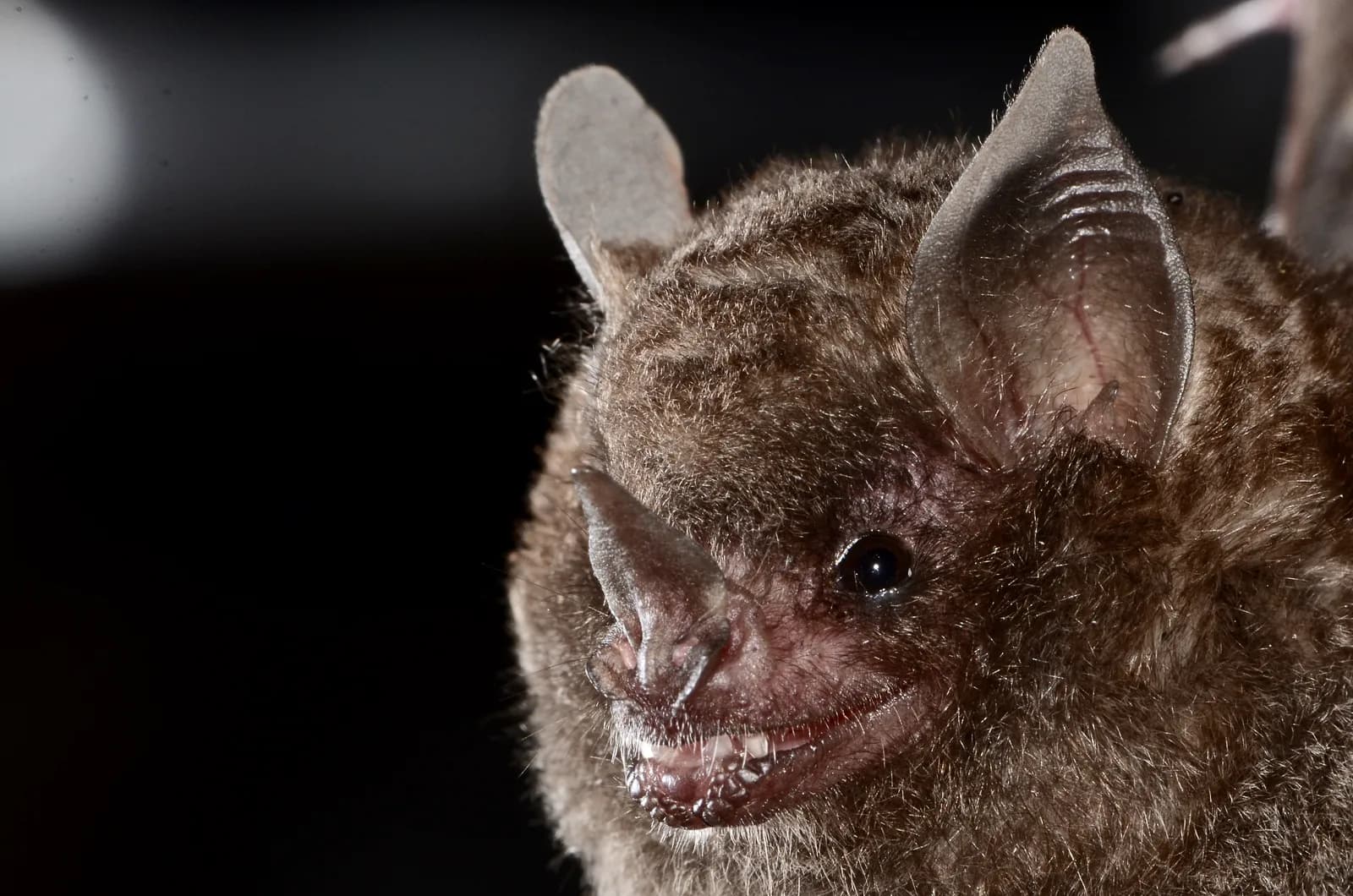 Seba’s short-tailed bat, representative of one genus named in the source