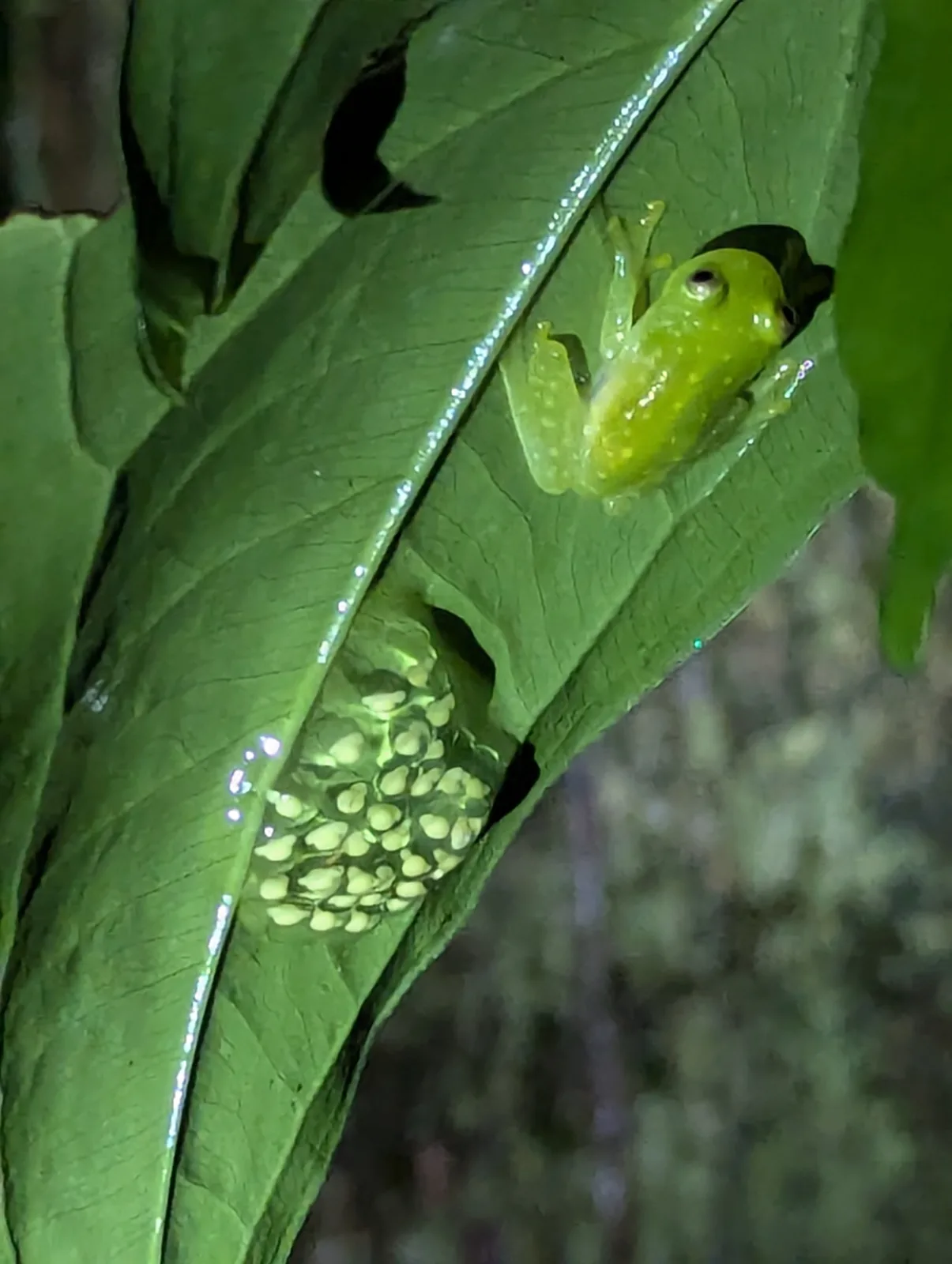 Fleischmann’s glass frog
