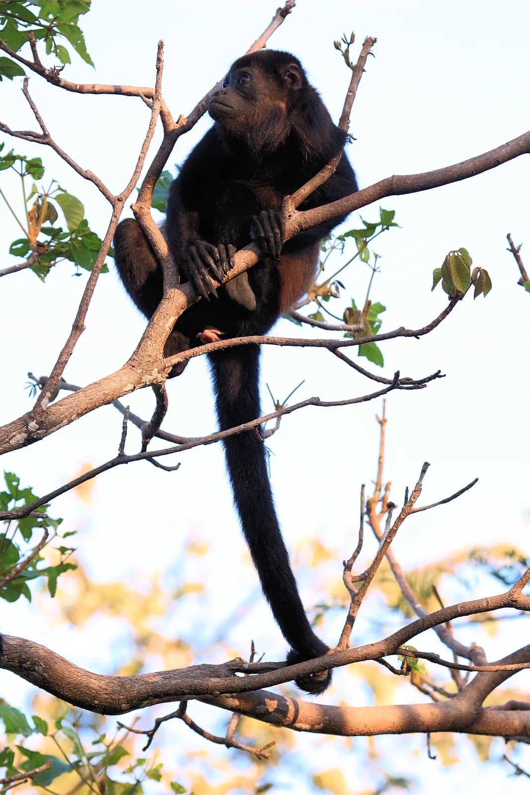 Mantled howler monkey looking upward in Costa Rica