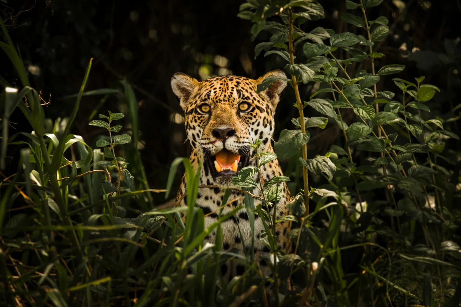 Jaguar