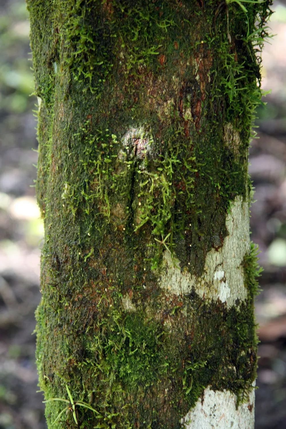 Manú tree, Minquartia guianensis