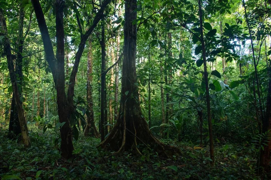 Dense primary forest illustrating a healthy rainforest ecosystem