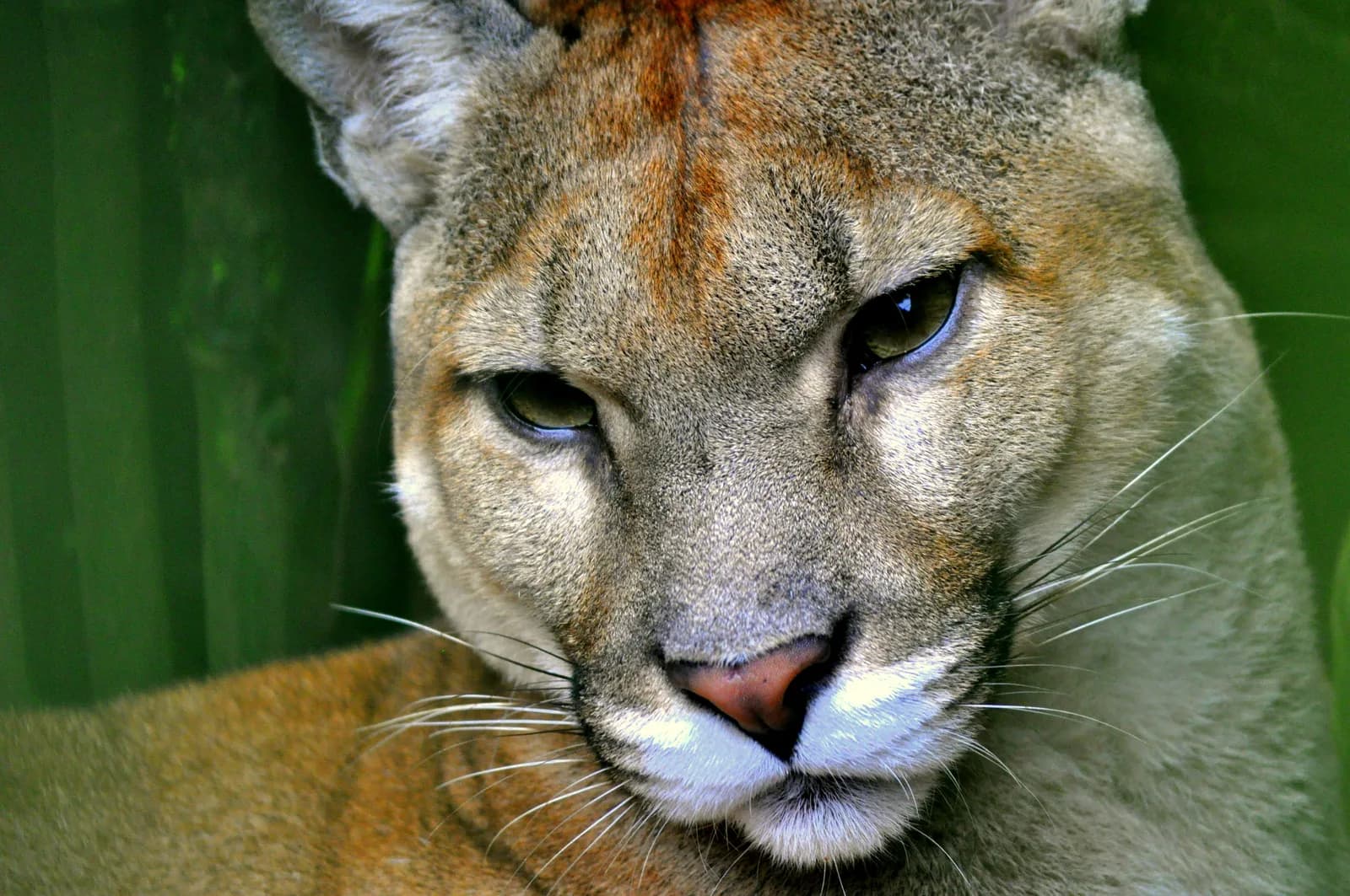 Puma in Costa Rica