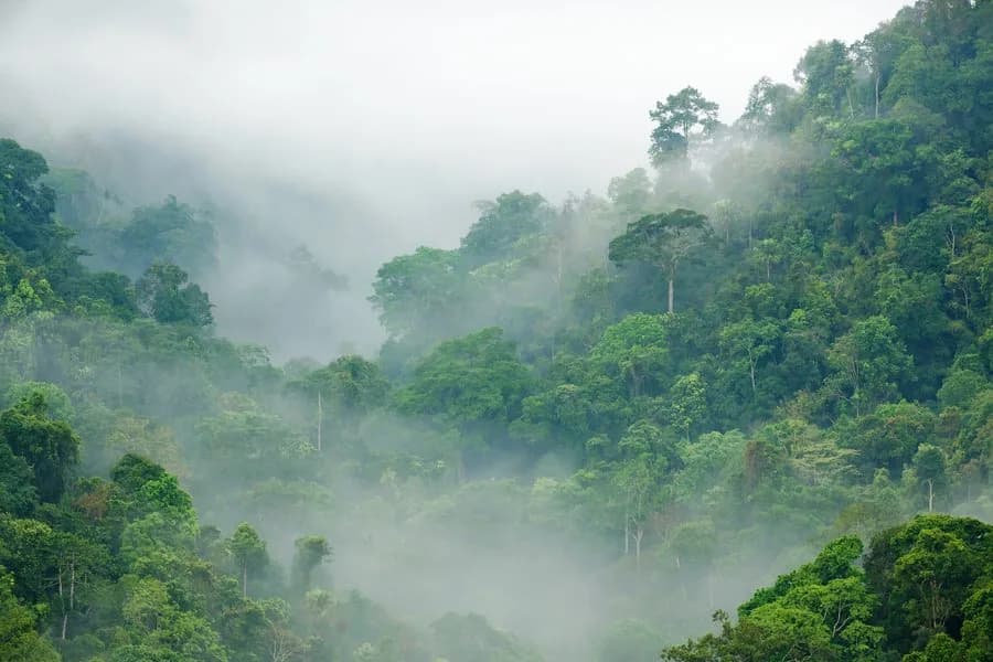 Primary rainforest in the Cerro Nara landscape of Costa Rica
