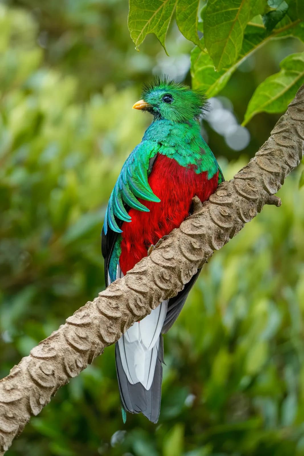 Male resplendent quetzal in Los Quetzales National Park
