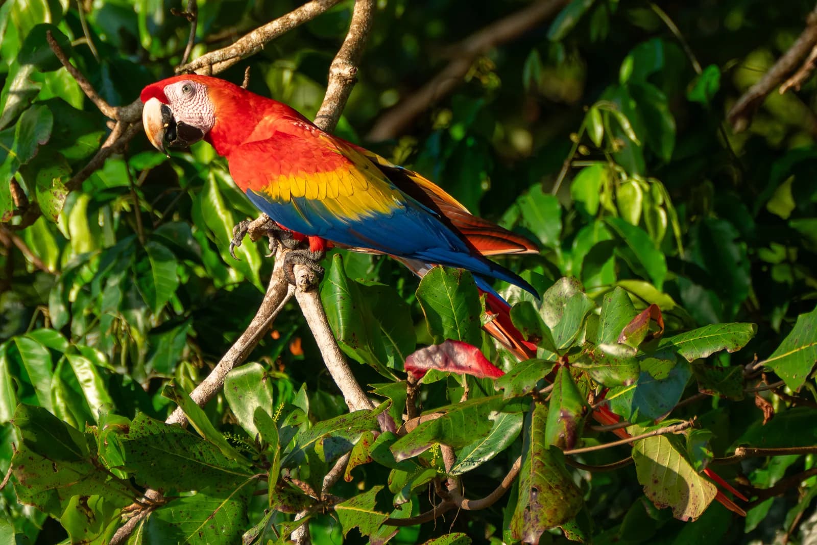 Scarlet macaws at Uvita Beach, Costa Rica