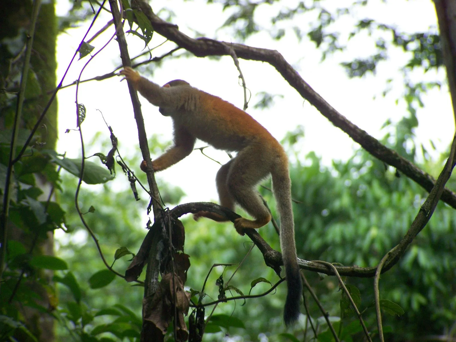 Central American squirrel monkey