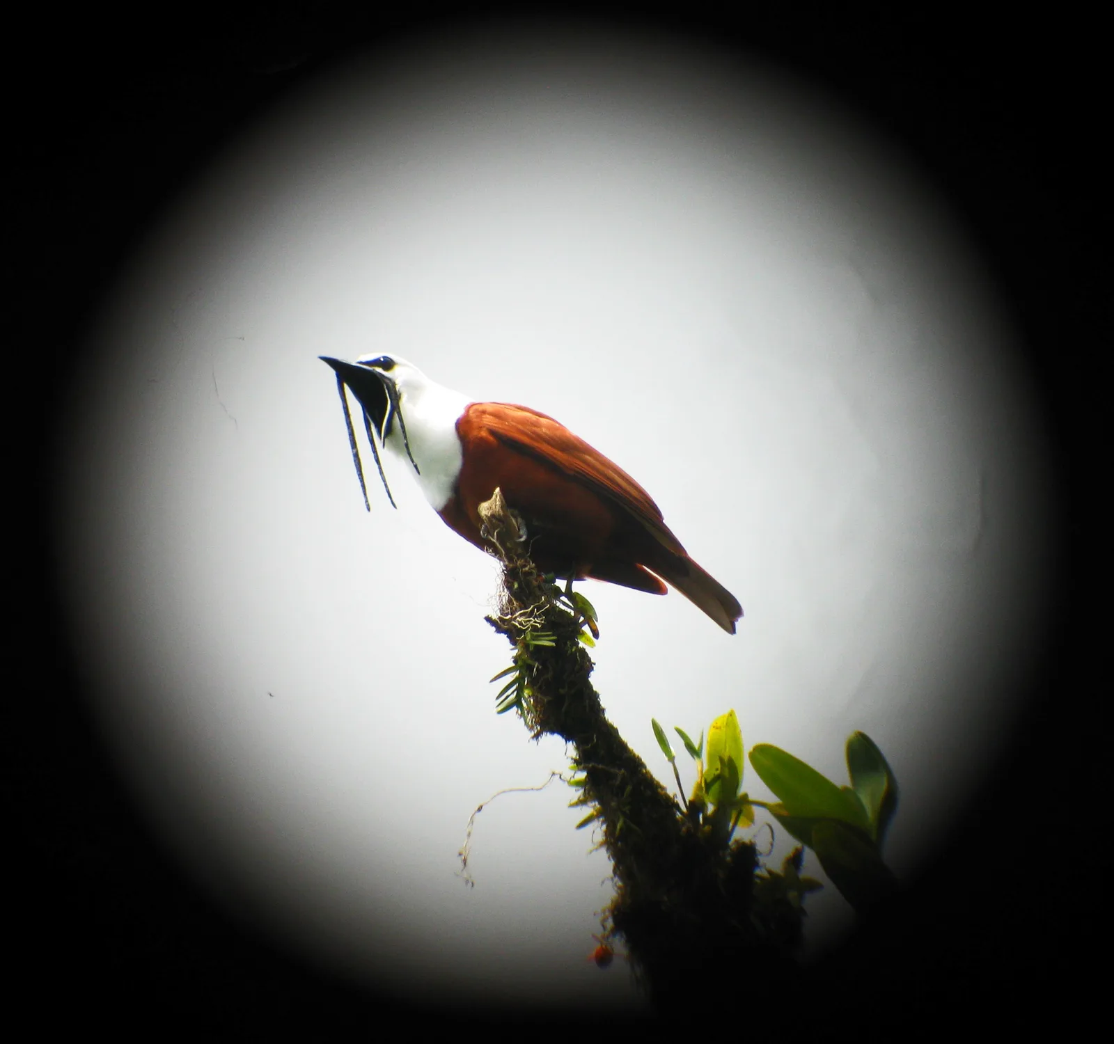 Male three-wattled bellbird in Costa Rica