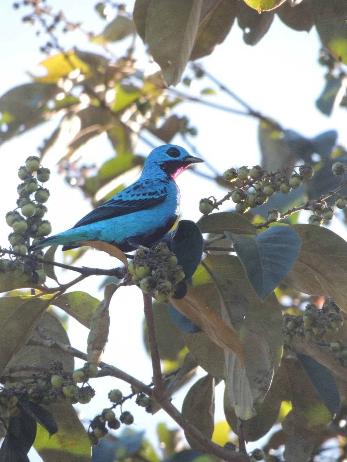 Turquoise cotinga