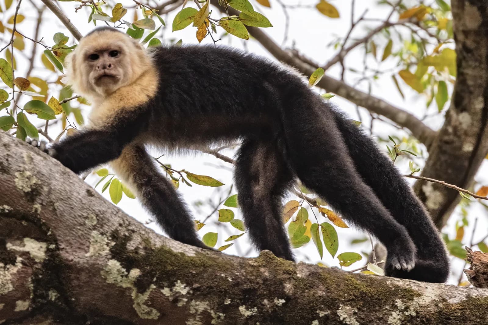 Costa Rican white-faced capuchin
