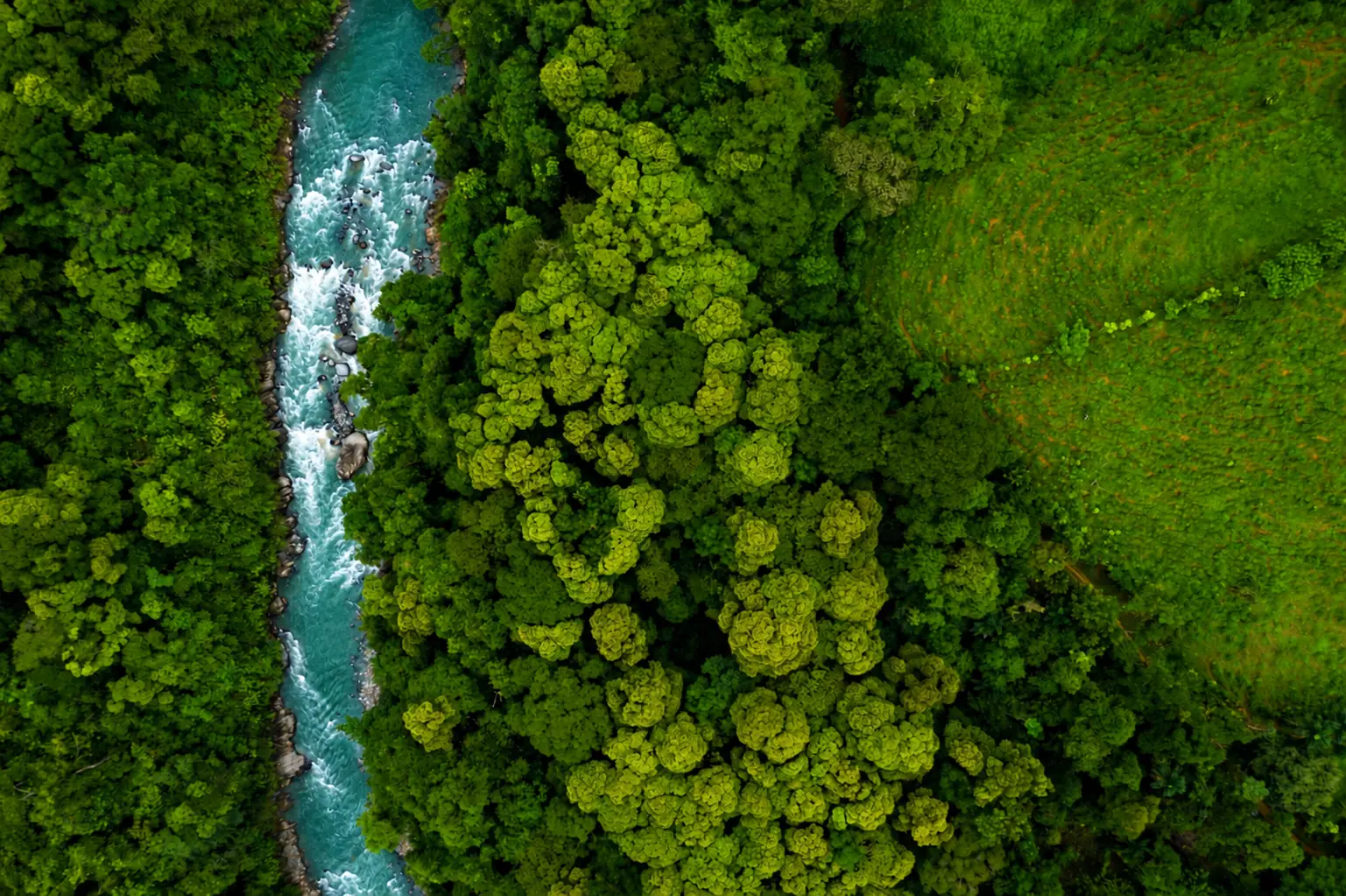 Aerial view of a river winding through protected primary rainforest